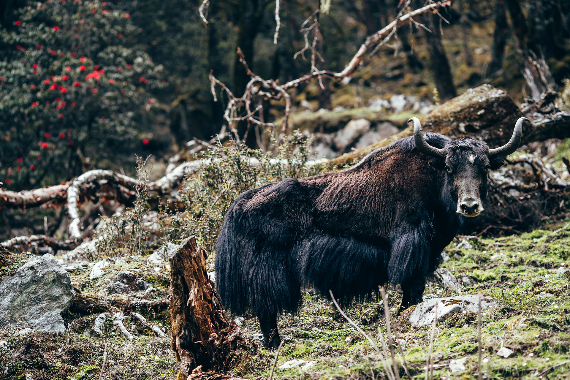 Travel Reisen Fotograf Yak Reise Bhutan Himalaya Trekking London Deutschland