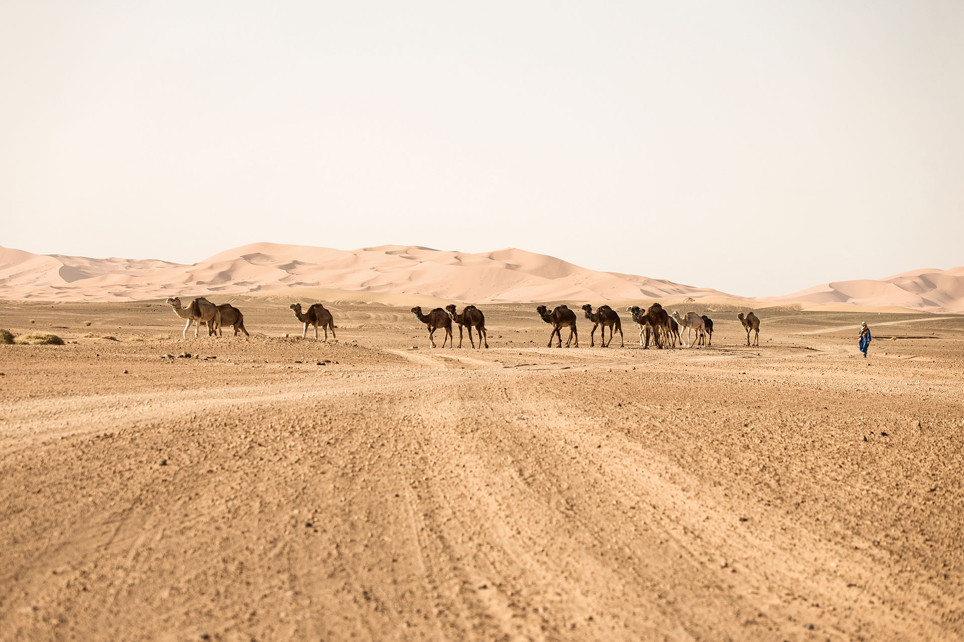 Reise Wüste Outdoor Landschaft Kamel Maloja Katalog Sahara Travel Michael Müller